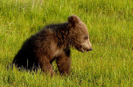 Bears of the Last Frontier, Season 1: The Road North