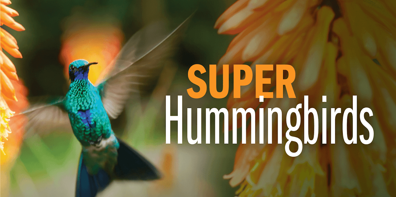 Super Hummingbirds (1982)