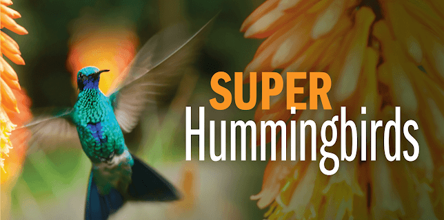Super Hummingbirds (1982)
