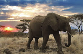 Big is Beautiful: Episode 1