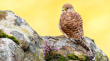 8:00 PM: Springwatch | BBC Two | 6/4 2026