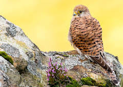 Springwatch