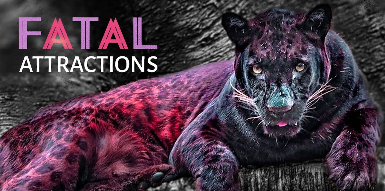 Fatal Attractions Season 1