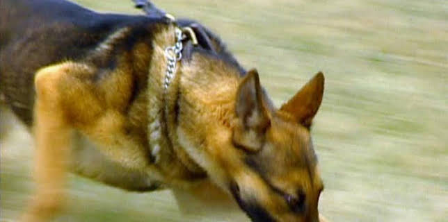 01:20: Medical Detectives - Geheimnisse der Gerichtsmedizin | VOX | 12/13 2025