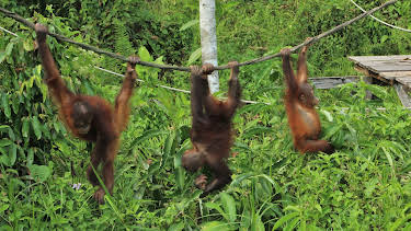 01:53: Meet The Orangutans (S1 E3) (S1) | Animal Planet | 5/31 2026