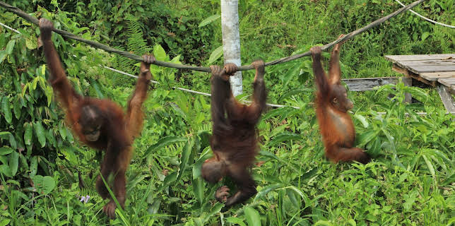 01:53: Meet The Orangutans (S1 E3) (S1) | Animal Planet | 1/18 2026