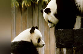 Experiencing America: A Smithsonian Tour through American History: Extinction and Conservation