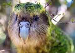 New Zealand: Earth's Mythical Islands