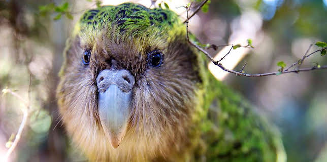 3:30 PM: New Zealand: Earth's Mythical Islands | BBC Two | 3/11 2026