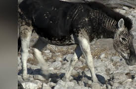 Nature's Strangest Mysteries: Solved Season 1: Stripeless Zebra