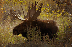 America's National Parks (Classic): Yellowstone