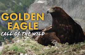 Golden Eagle: Call of the Wild: Growing Up