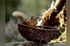 Season 1: Red Squirrels