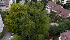 Die magische Welt der Bäume - Die Eiche