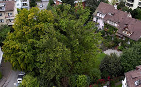 Die magische Welt der Bäume - Die Eiche