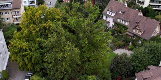 09:05: Die magische Welt der Bäume - Die Eiche | 3SAT | 1/3 2026