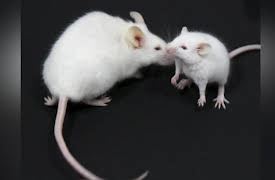 The Quick and the Curious Season 1: Secret of Eternal Youth