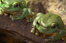 72 Cutest Animals: Kicked-Back Cats