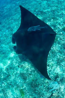 11:05: Súper Mario Boss: Episodio 4 | Caza y Pesca | 3/30 2026