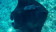 Súper Mario Boss: Episodio 4