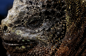 Galapagos: Born of Fire