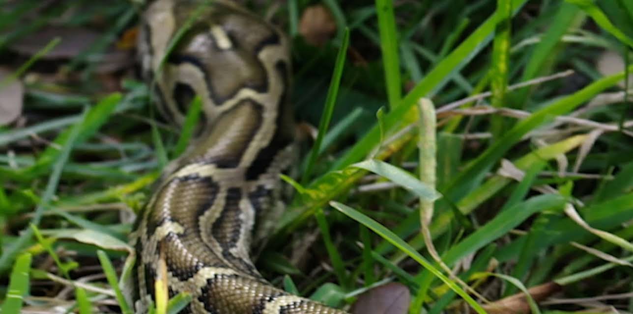 Seasons of the Wild: Season of Flood (2016)