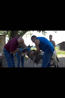 22:45: El Increíble Doctor Pol: El Dr. Pol va a Washington | Nat Geo Wild | 3/6 2026