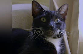 Cat vs. Dog Season 1: Vampire Cats!