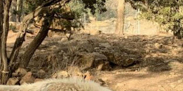 06:46: ¿Cómo lo hacen? Mundo animal: Cangrejos decorativos y leones ruidosos | Discovery Max | 3/22 2026