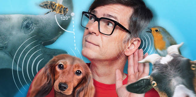 Quarks: Geheime Sprache der Tiere - wie wir sie besser verstehen können