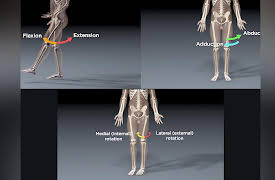 How We Move: The Gross Anatomy of Motion: The Multiplex Pelvis and Its Hip Joint