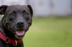 Pit Bulls & Parolees: Found a Forever Home: The Curse of the Black Dog