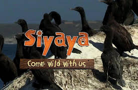 Siyaya – Come Wild With Us: Half Land Half Water