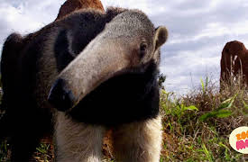 Lost!: Flash And The Fire Storm