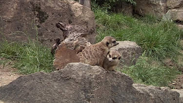 06:30: Giraffe, Erdmännchen & Co. (200) | BR Fernsehen | 7/31 2026
