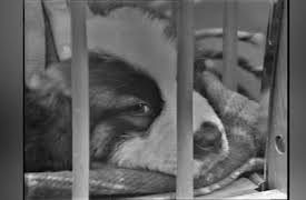 Mister Rogers' Neighborhood Volume 1: The First Week (#4) Early Whimsy, Fun and Frolic in the Neighborhood (B&W, 1967)