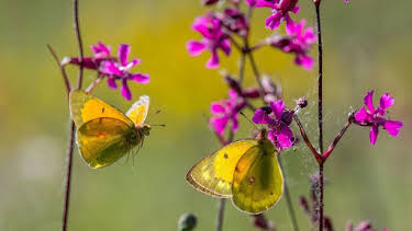 18:35: Die Geschichte vom orangeroten Heufalter | Arte | 4/8 2026