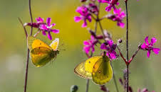 Die Geschichte vom orangeroten Heufalter