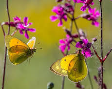 Die Geschichte vom orangeroten Heufalter