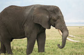 Blood Ivory: Success At A Cost