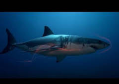 Astutos y letales: Sexto sentido