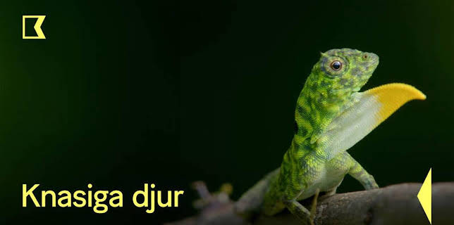 21:00: Knasiga djur | Kunskapskanalen | 11/8 2025