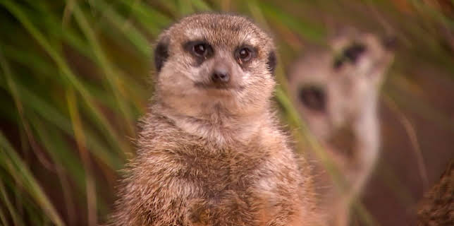 10:35: Elefant, Tiger & Co. (314) | MDR Fernsehen | 2/9 2026