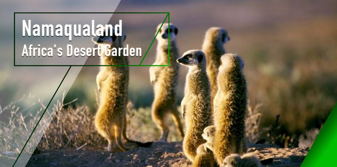 Namaqualand - Africa's Desert Garden (2005)