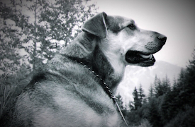 When Vacations Attack!: Episode 10