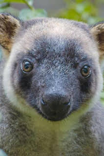 07:20: Canguros arboricolas: fantasmas del bosque | Nat Geo Wild | 1/17 2026