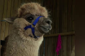 The Yorkshire Vet: Episode 2