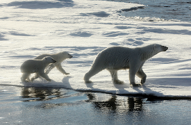 Polar Bear: Spy on the Ice: On the Hunt