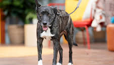 The Dog House Australia