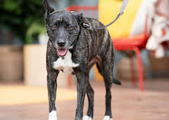 The Dog House Australia